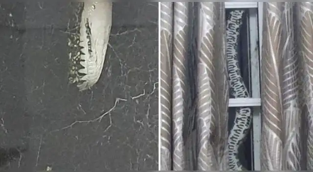 El clip cuenta con miles de reproducciones en YouTube.