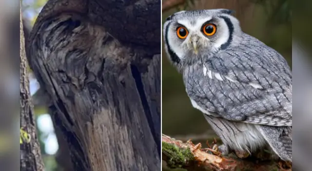 El challengue de Facebook ha causado sensación en las redes sociales.