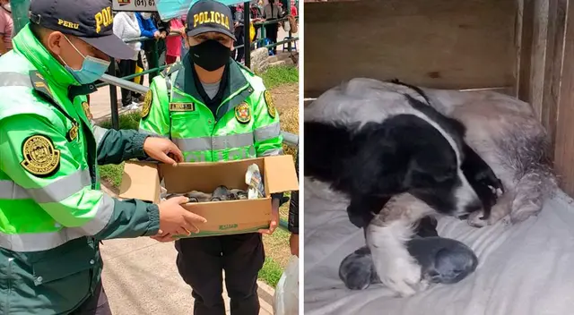 Los perritos lograron salir del estado de abandono y pudieron ser rescatados por personas solidarias junto a la PNP para que sus vidas no estén en riesgo debido a las bajas temperaturas durante la noche o la lluvia.