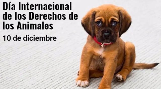 Día Internacional de los Derechos de los Animales Día Internacional de los Derechos de los Animales