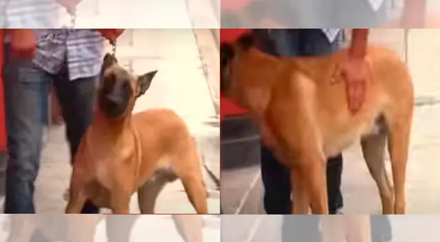 Hombre es denunciado por violentar a su can.