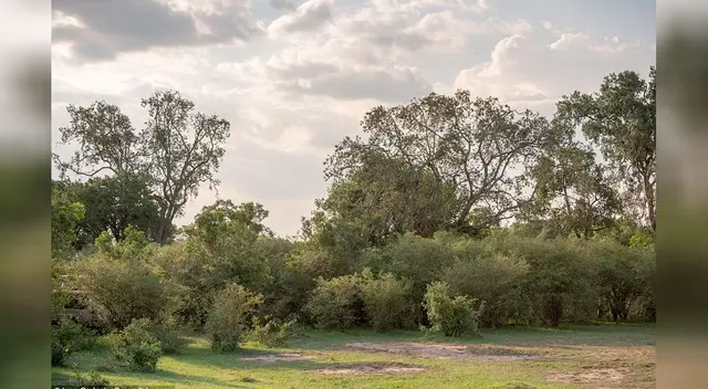 ¿Podrás encontrar al leopardo oculto en la sabana? ¿Podrás encontrar al leopardo oculto en la sabana?