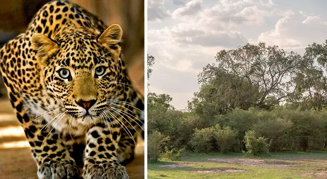 ¿Podrás encontrar al leopardo oculto en la sabana? ¿Podrás encontrar al leopardo oculto en la sabana?