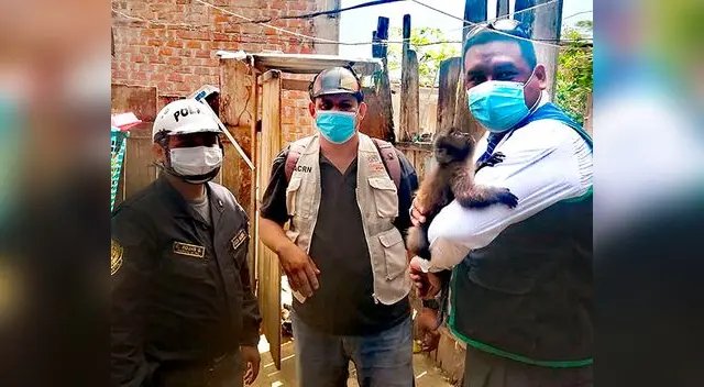 rescatan a mono machín que encontrado enjaulado rescatan a mono machín que encontrado enjaulado