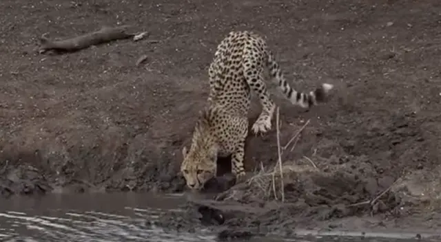 Guepardo solo quería tomar agua de un lago y cocodrilo termina por devorarlo