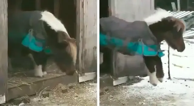 El pony estaba asustado por saltar un pequeño escalón