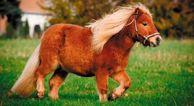 El pony estaba asustado por saltar un pequeño escalón