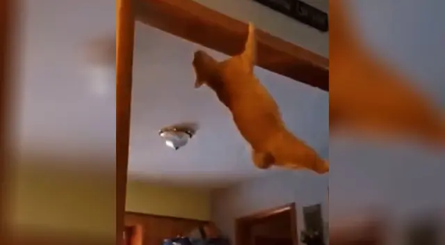 Gato hace insólita acrobacia, pero todo termina muy mal