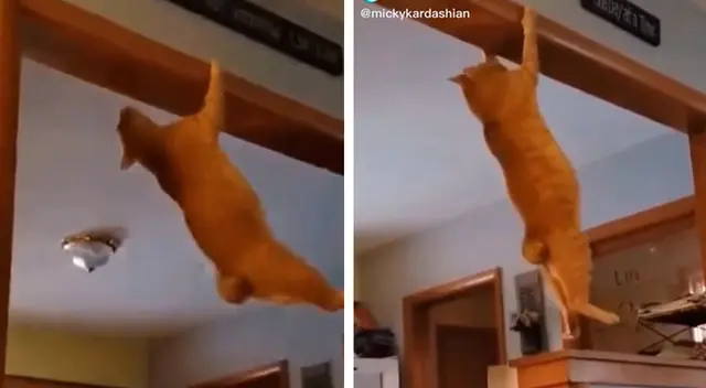Gato hace insólita acrobacia, pero todo termina muy mal