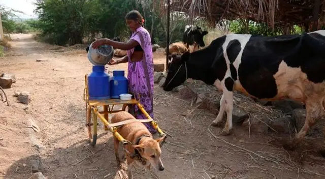 Can es el preferido de la comunidad.