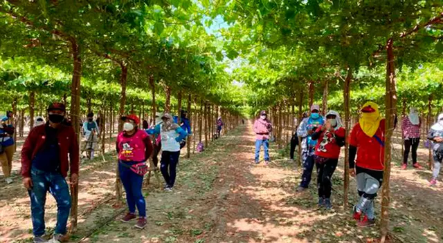 Sunafil inspeccionó empresas agrarias Sunafil inspeccionó empresas agrarias