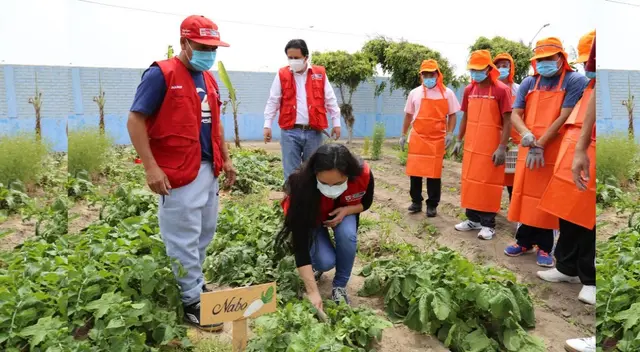 Jóvenes con discapacidad intelectual del Inabif cultivan hortalizas