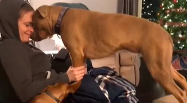 La tierna reacción de la perrita ha conmovido a todos en TikTok