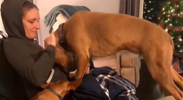 La tierna reacción de la perrita ha conmovido a todos en TikTok