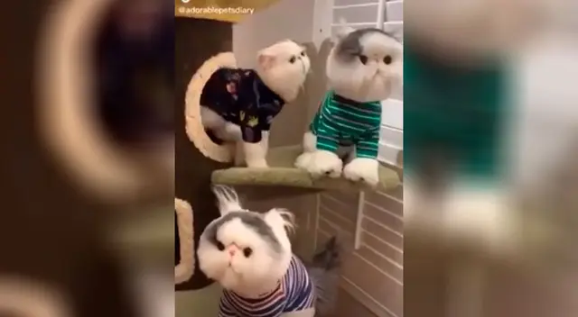 La furiosa reacción del gato ha hechor reír a miles en TikTok La furiosa reacción del gato ha hechor reír a miles en TikTok