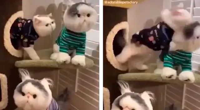La furiosa reacción del gato ha hechor reír a miles en TikTok La furiosa reacción del gato ha hechor reír a miles en TikTok
