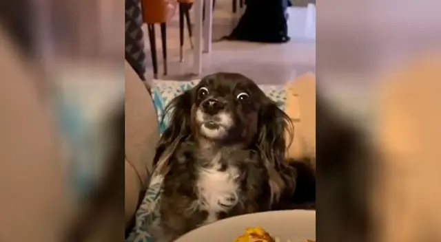 Perrito ve que su dueña está comiendo y se resiste a pedirle un bocado