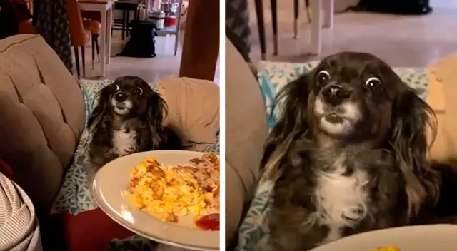 Perrito ve que su dueña está comiendo y se resiste a pedirle un bocado