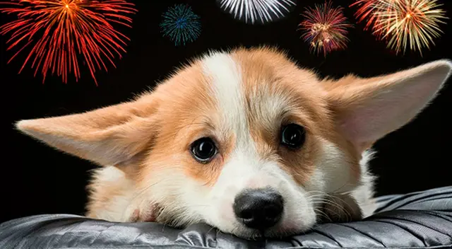 ¿Cómo proteger a tus mascotas de la pirotecnia? ¿Cómo proteger a tus mascotas de la pirotecnia?