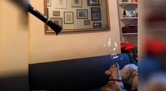 Perrito escucha a su dueña tocar un instrumento y se pone a cantar