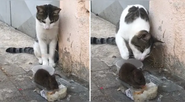 La escena causó el asombro de varios usuarios en las redes sociales. La escena causó el asombro de varios usuarios en las redes sociales.