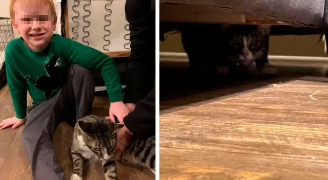 Mujer compra un mueble usado y descubre que tenía un gato adentro Mujer compra un mueble usado y descubre que tenía un gato adentro