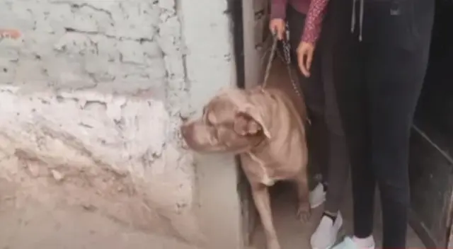 Un perro mastín agredió a una menor de 14 años.