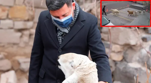 Los usuarios de Twitter se conmovieron por el gesto del alcalde turco, quien se muestra comprensivo con las ovejas. Los usuarios de Twitter se conmovieron por el gesto del alcalde turco, quien se muestra comprensivo con las ovejas.