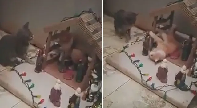 Joven llega del trabajo y descubre que sus gatos estaban destruyendo su nacimiento Joven llega del trabajo y descubre que sus gatos estaban destruyendo su nacimiento