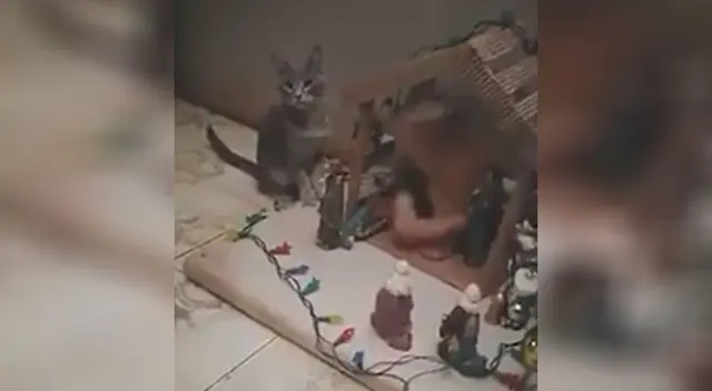 Joven llega del trabajo y descubre que sus gatos estaban destruyendo su nacimiento Joven llega del trabajo y descubre que sus gatos estaban destruyendo su nacimiento