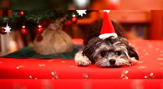 No es necesario comprar algo, tu mascota apreciará un accesorio o comida hecha por ti.