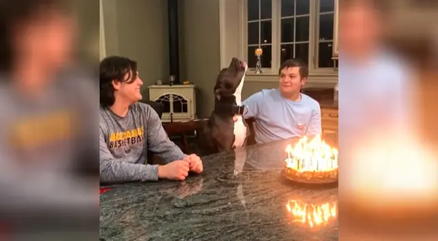 Perrito no puede ocultar su emoción Perrito no puede ocultar su emoción