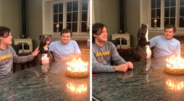 Perrito no puede ocultar su emoción Perrito no puede ocultar su emoción