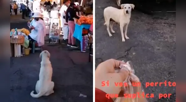 La emotiva escena se ha robado el corazón de miles de usuarios en las redes sociales.