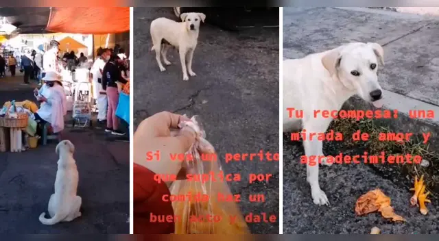 El clip cuenta con miles de reproducciones en TikTok.