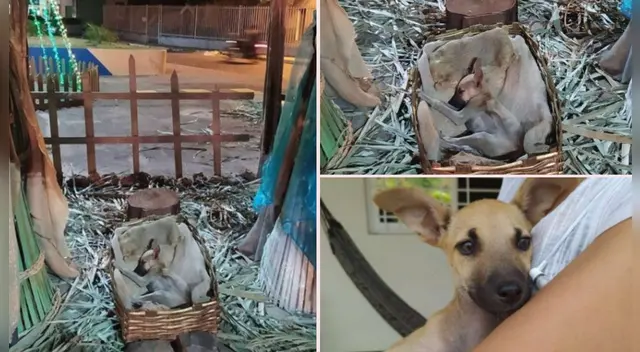 La tierna publicación cuenta con miles de reacciones en Twitter.