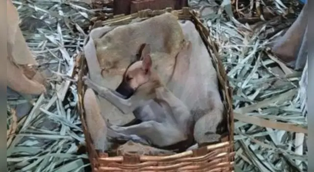 La historia ha conmovido a miles de usuarios en las redes sociales.