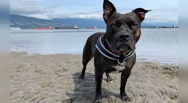 Miles de usuarios en YouTube han quedado encantados con la tierna cachorra que le gusta la playa.