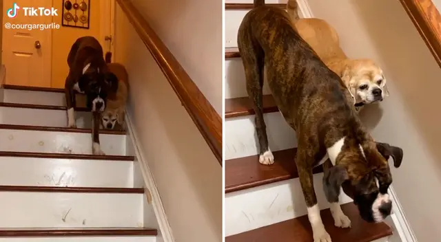 El perrito subió para ayudar a bajar a su mejor amigo.