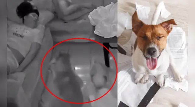 La escena causó la risa de varios usuarios en las redes sociales. La escena causó la risa de varios usuarios en las redes sociales.