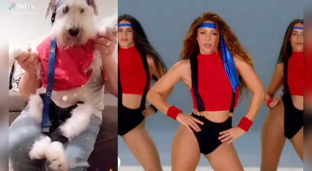 El clip cuenta con miles de reproducciones en TikTok. El clip cuenta con miles de reproducciones en TikTok.