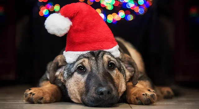 Los animales tienen un sentido del oído más sensible que el nuestro por lo que la pirotecnia puede causarles desorientación, miedo y alteraciones auditivas.