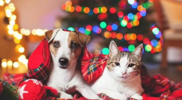 Los animales tienen un sentido del oído más sensible que el nuestro por lo que la pirotecnia puede causarles desorientación, miedo y alteraciones auditivas.