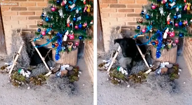 Busca desesperadamente a su perro y lo encuentra escondido en el nacimiento Busca desesperadamente a su perro y lo encuentra escondido en el nacimiento