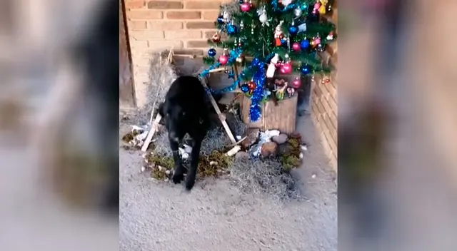 Busca desesperadamente a su perro y lo encuentra escondido en el nacimiento Busca desesperadamente a su perro y lo encuentra escondido en el nacimiento