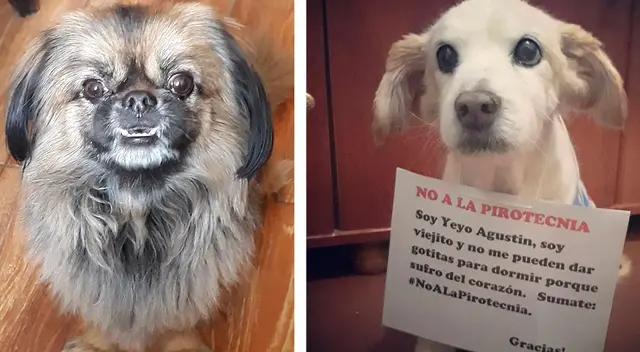 Consejos para proteger a las mascotas del ruido de la pirotecnia