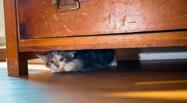 Consejos para proteger a las mascotas del ruido de la pirotecnia