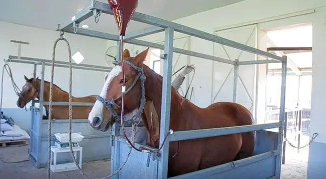 ANMAT asegura es este suero es seguro contra el coronavirus. ANMAT asegura es este suero es seguro contra el coronavirus.