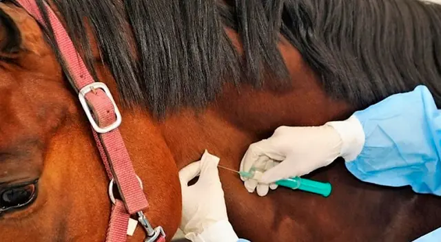 suero equino hiperinmune será para pacientes severos y moderados suero equino hiperinmune será para pacientes severos y moderados