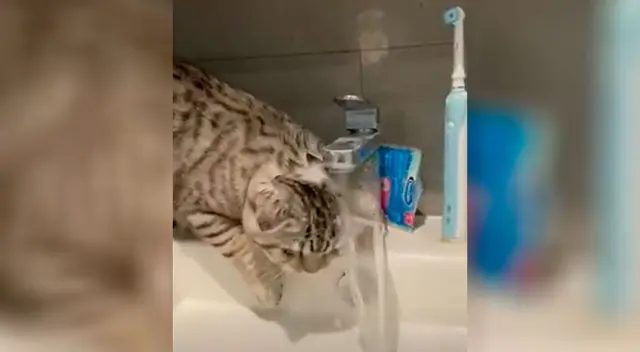 Mujer encuentró su gatito bañándose Mujer encuentró su gatito bañándose